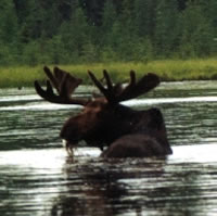 Canadian Bull Moose