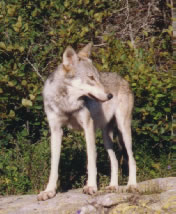 Timber Wolf, Lake Superior, Ontario