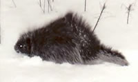 A porcupine