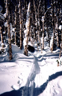 Birches along Anjigami River