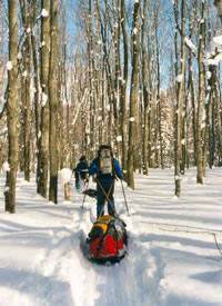 Dennis Waite pulls his sledge through the hardwoods