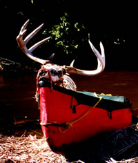 10-point buck found by Ken Rizzio along the bank of the Ocqueoc River