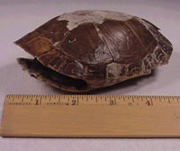 Map turtle shell found my Mary Powell