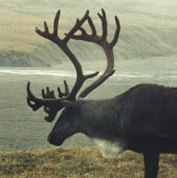Alaskan Caribou