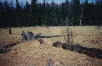 Old, dry beaver pond