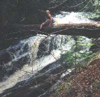 Log over river