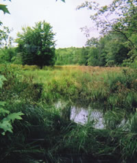 Little Miner's River Pond