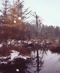 The Pine River at the Betchler Swamp