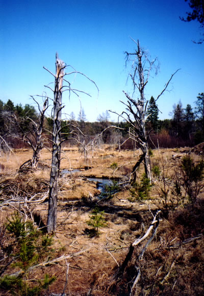 Town Line Creek