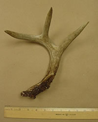 Half of an 8-point buck rack found on the shore of Marquette Island in Lake Huron