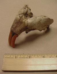 Beaver skull found by Michael Neiger along the East Branch of the Yellow Dog River in the McCormick Tract,  Marquette County
