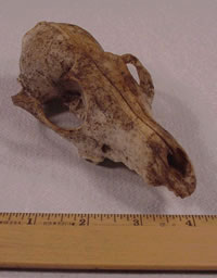 Small mammal skull found in a cave on the Thumb of Grand Island by Michael Neiger