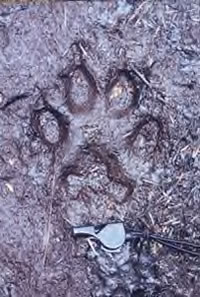 Timber wolf track