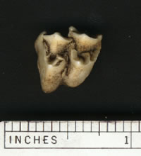 Teeth in coyot scat